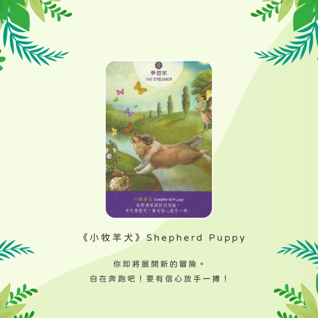 2024030807 Animal Tarot cards Doreen Virtue by Kiwi Tarot